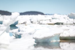 Newfoundland Avalon Peninsula During Iceberg Season 11