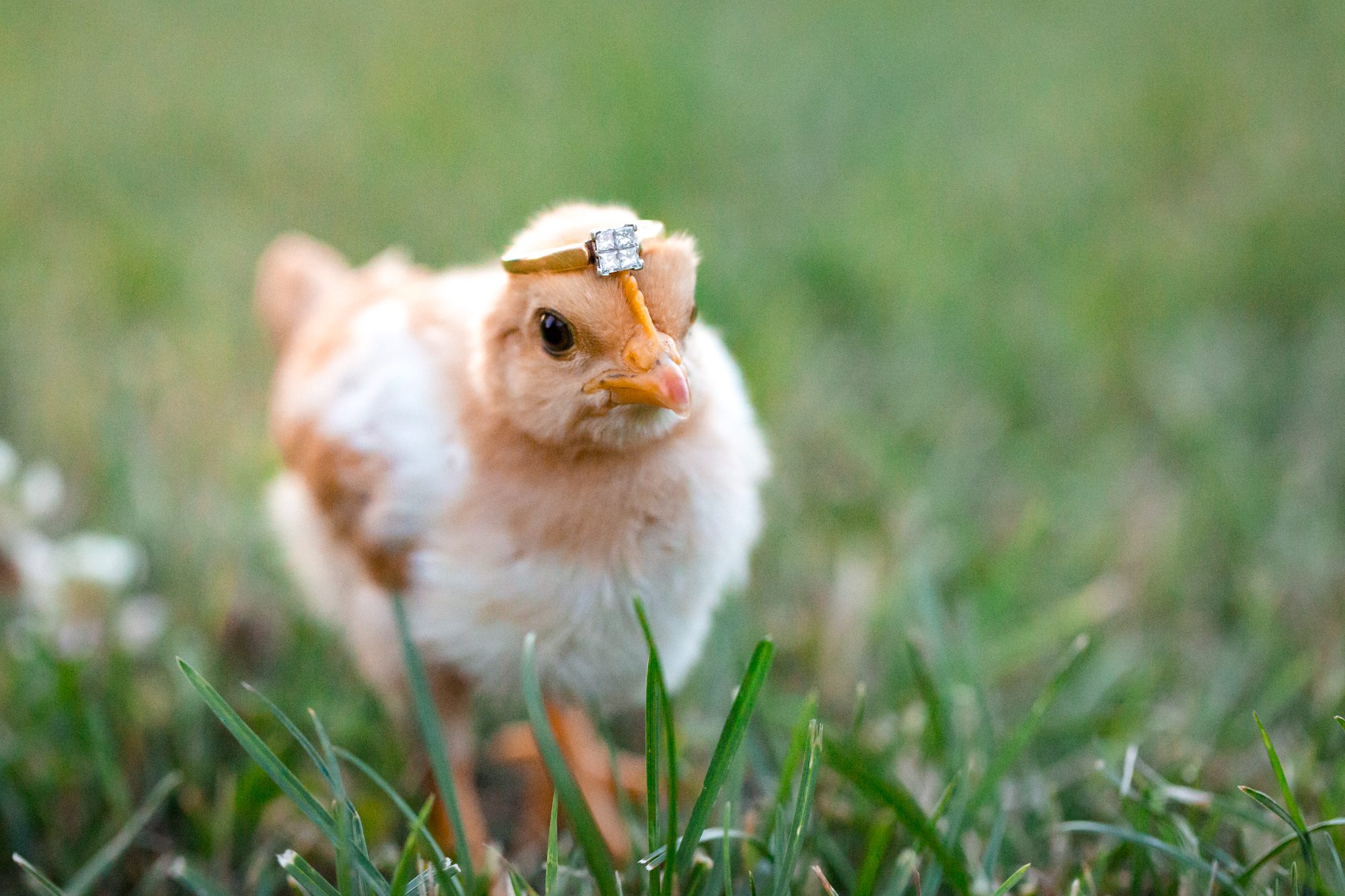 engagement ring with baby chick