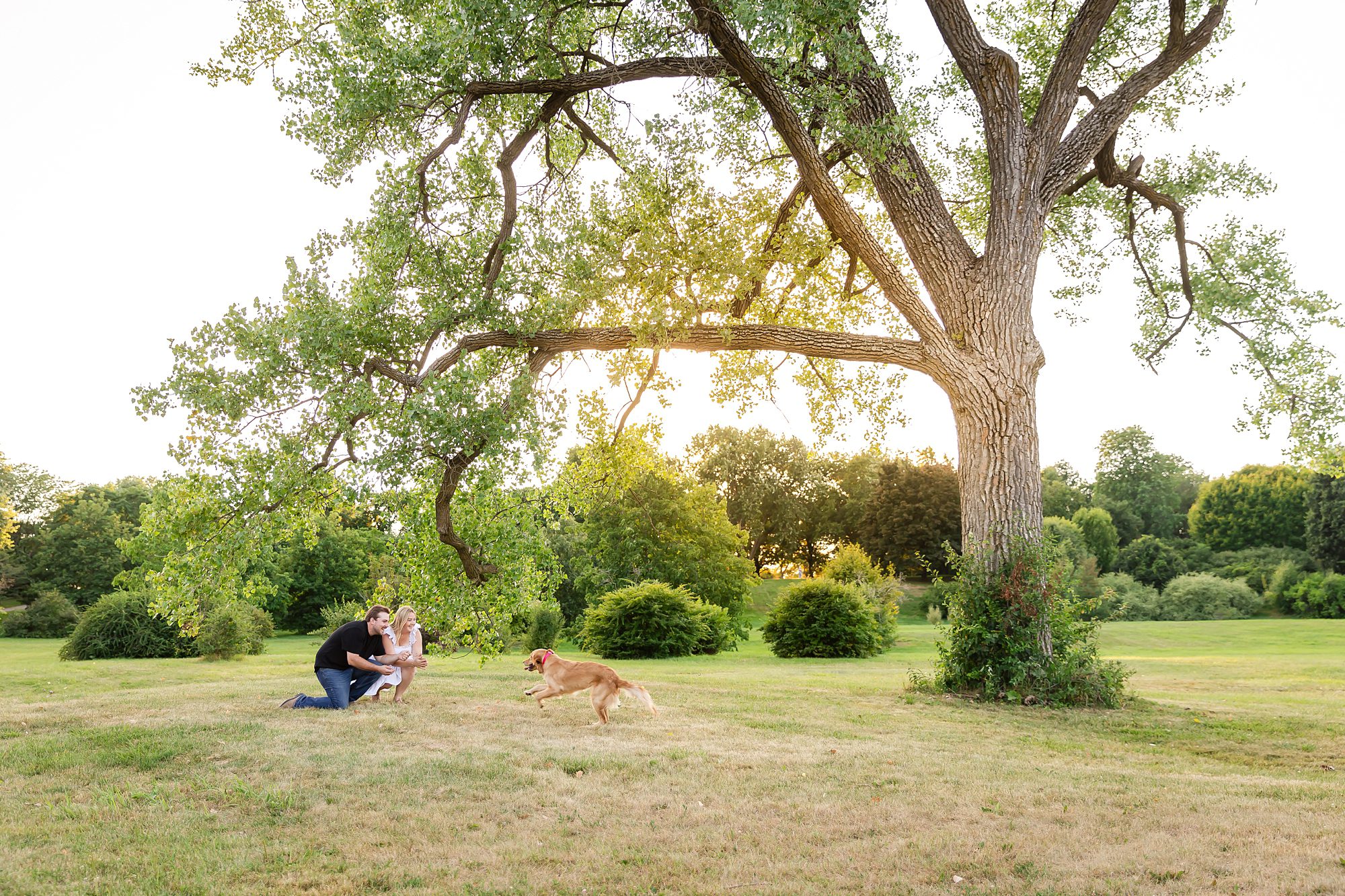engagement photo of a couple with their golden retriever running towards them at the Dominium Arboretum in Ottawa